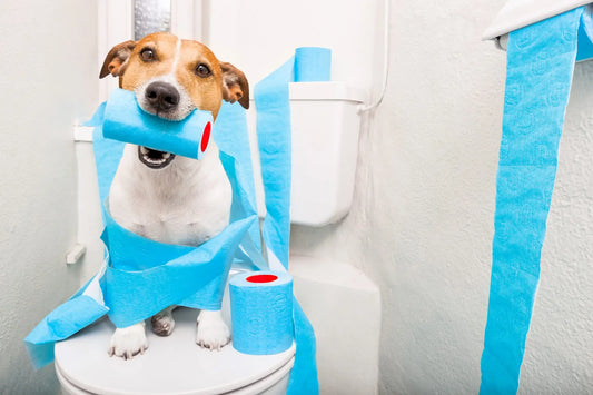 Our Pets and Cleaning